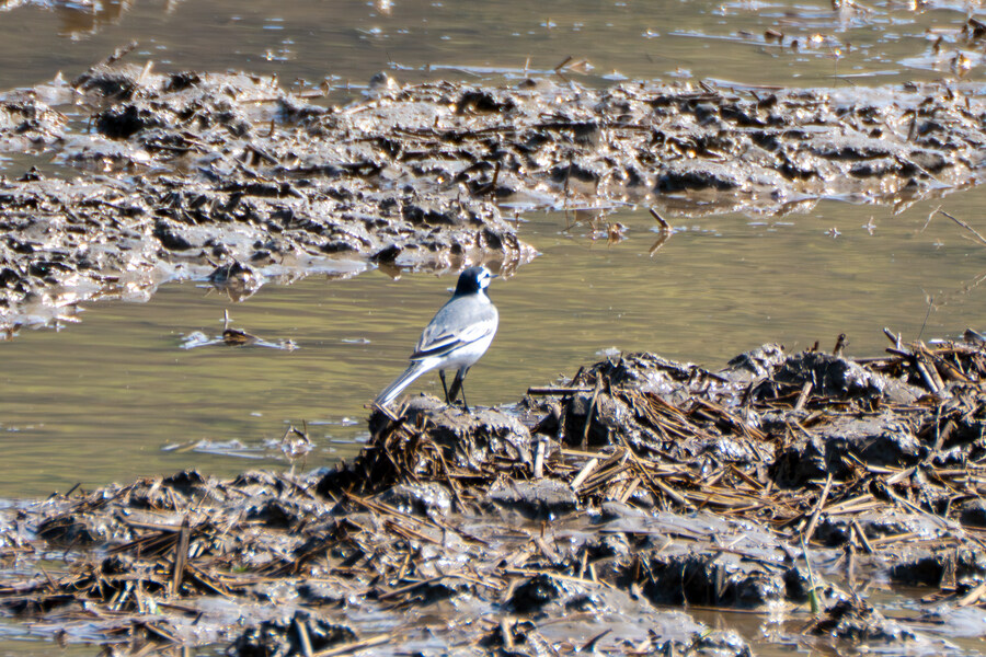 4월, 신도 및 시도 탐조_33.jpg