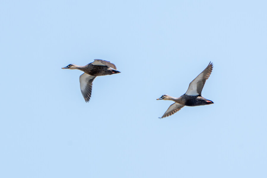 4월, 신도 및 시도 탐조_39.jpg