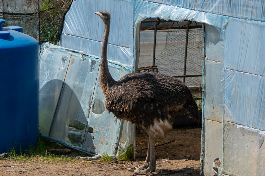 4월, 신도 및 시도 탐조_41.jpg