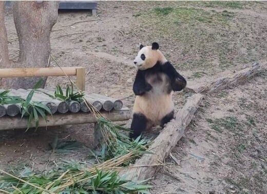 에네르기파 쏘는 푸바오_2.jpg