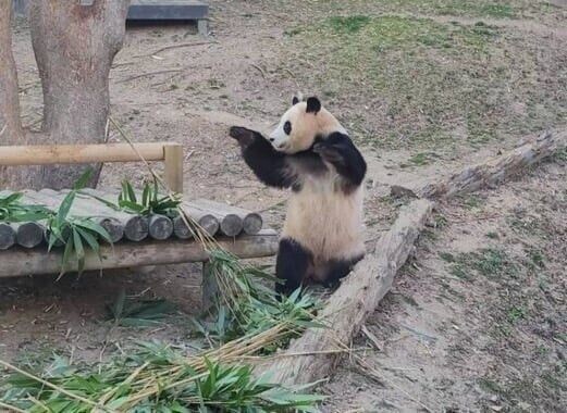 에네르기파 쏘는 푸바오_3.jpg