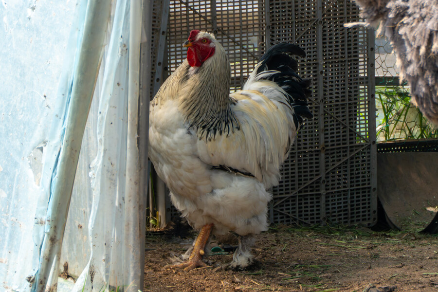 4월, 신도 및 시도 탐조_43.jpg