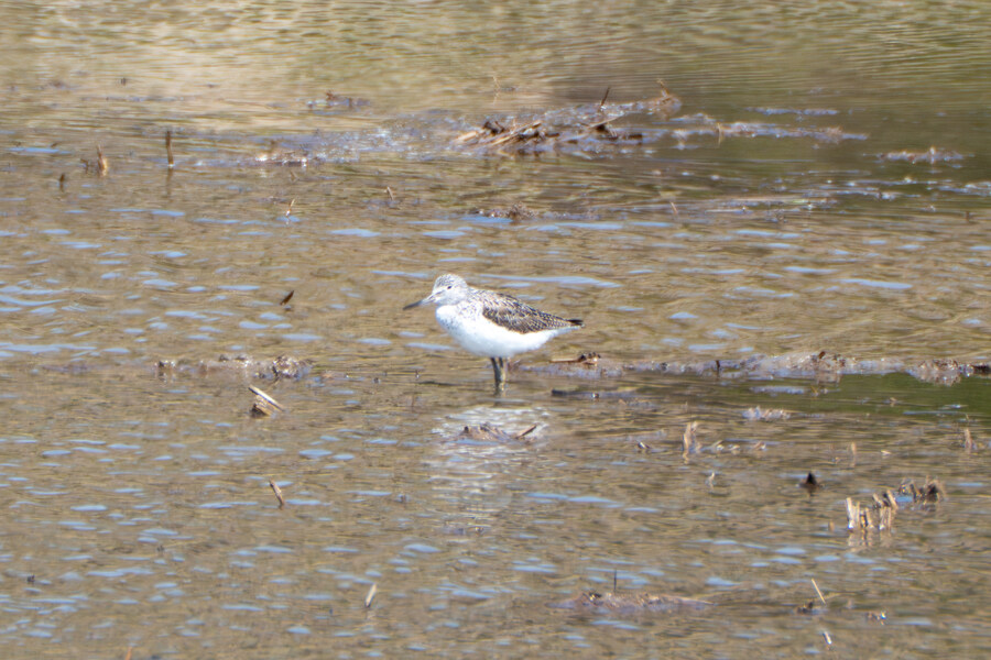 4월, 신도 및 시도 탐조_45.jpg