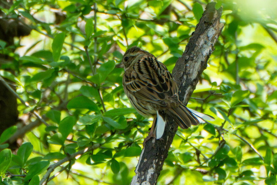 4월, 신도 및 시도 탐조_51.jpg