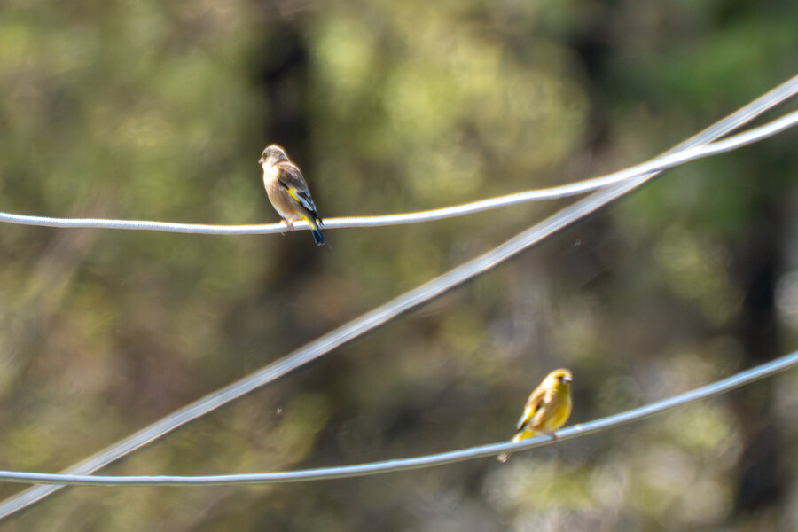 4월, 신도 및 시도 탐조_54.jpg