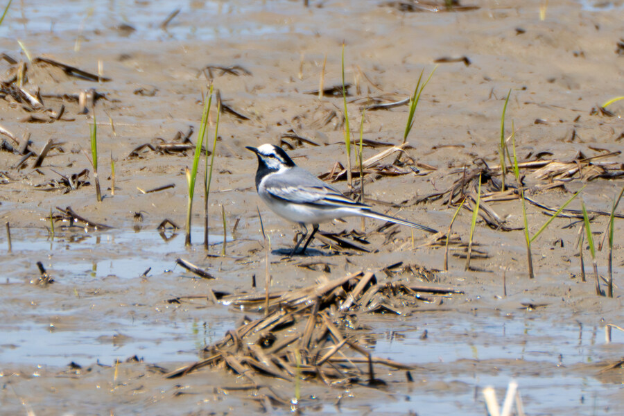 4월, 신도 및 시도 탐조_61.jpg