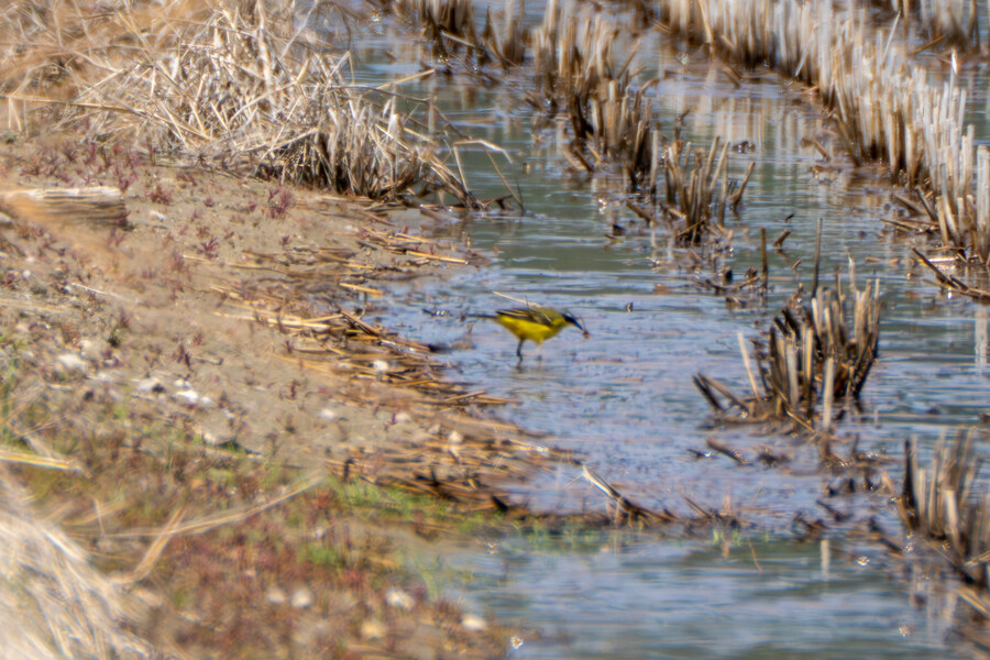 4월, 신도 및 시도 탐조_63.jpg