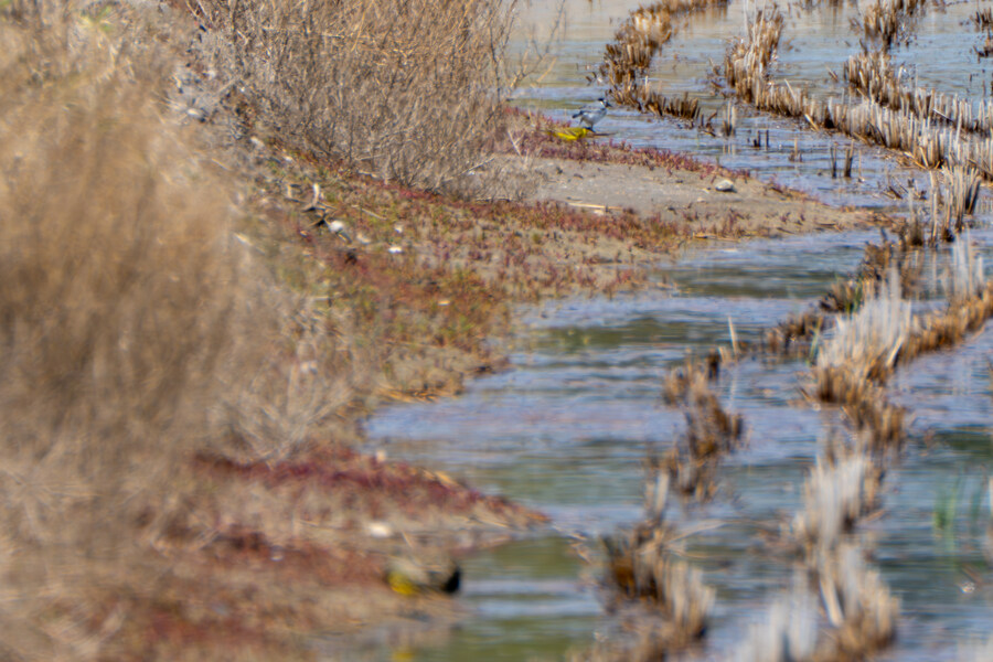4월, 신도 및 시도 탐조_64.jpg