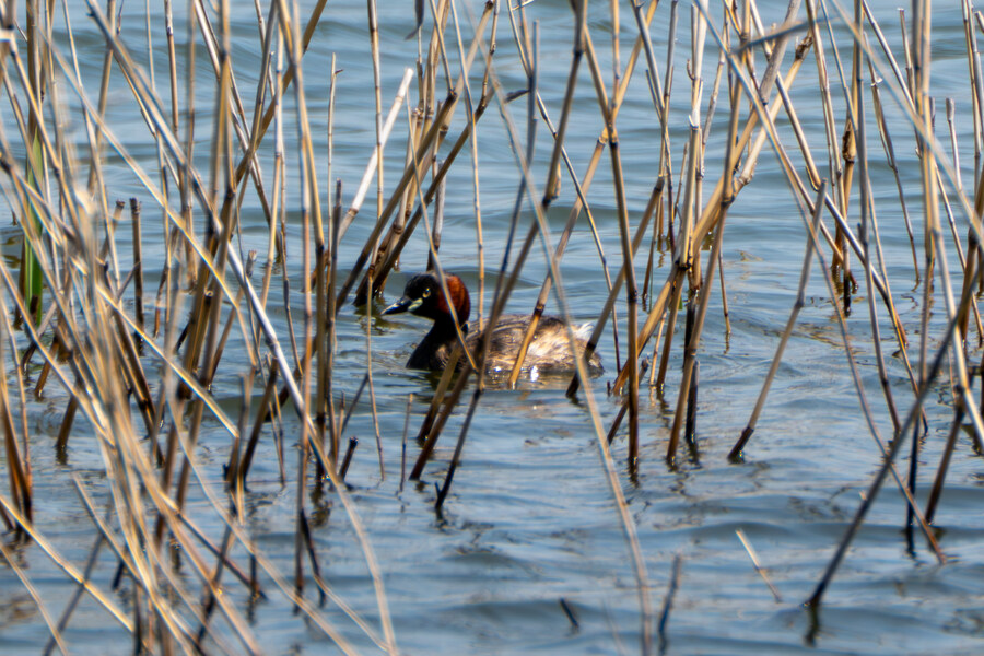 4월, 신도 및 시도 탐조_71.jpg