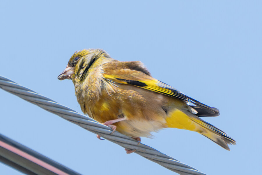 4월, 신도 및 시도 탐조_72.jpg