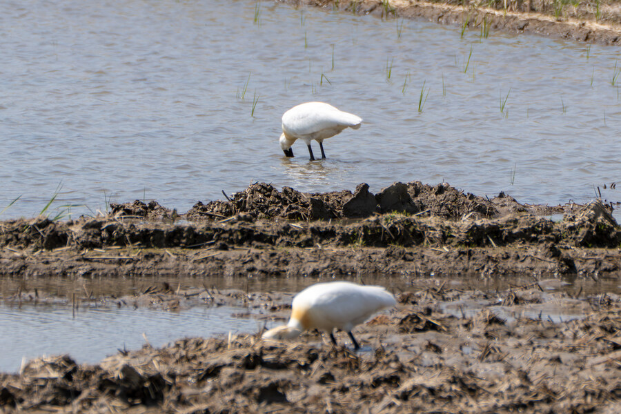 4월, 신도 및 시도 탐조_74.jpg