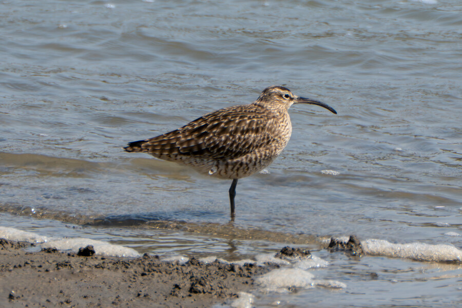 4월, 신도 및 시도 탐조_77.jpg