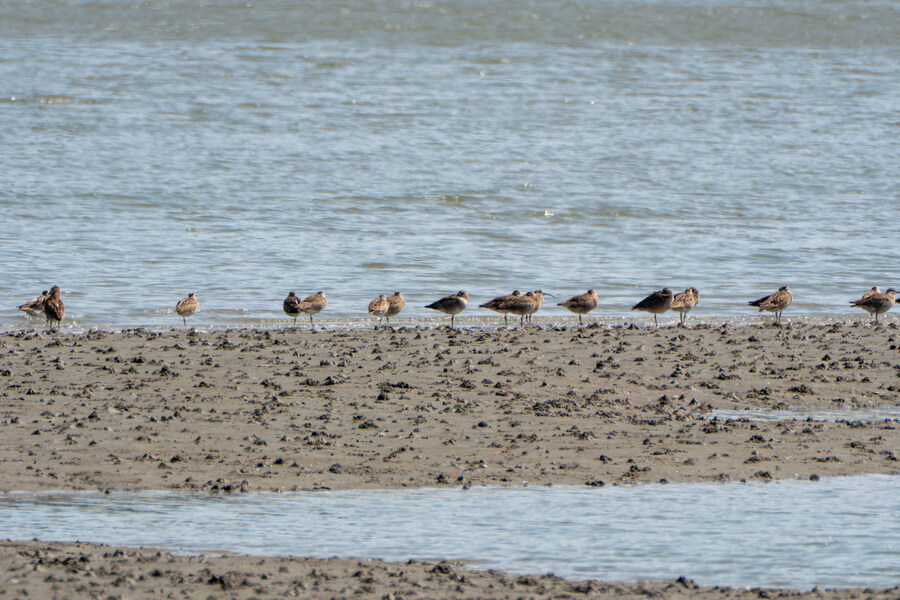 4월, 신도 및 시도 탐조_78.jpg