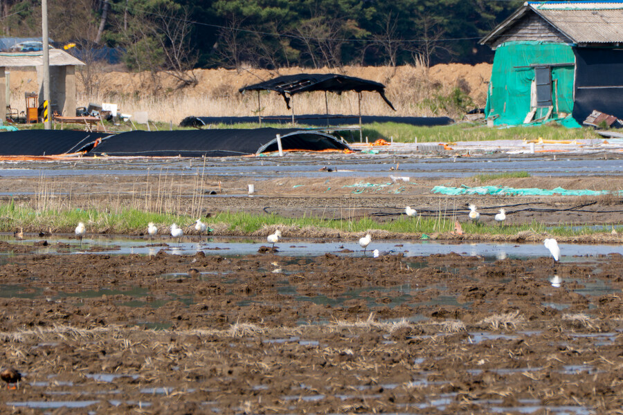4월, 신도 및 시도 탐조_82.jpg