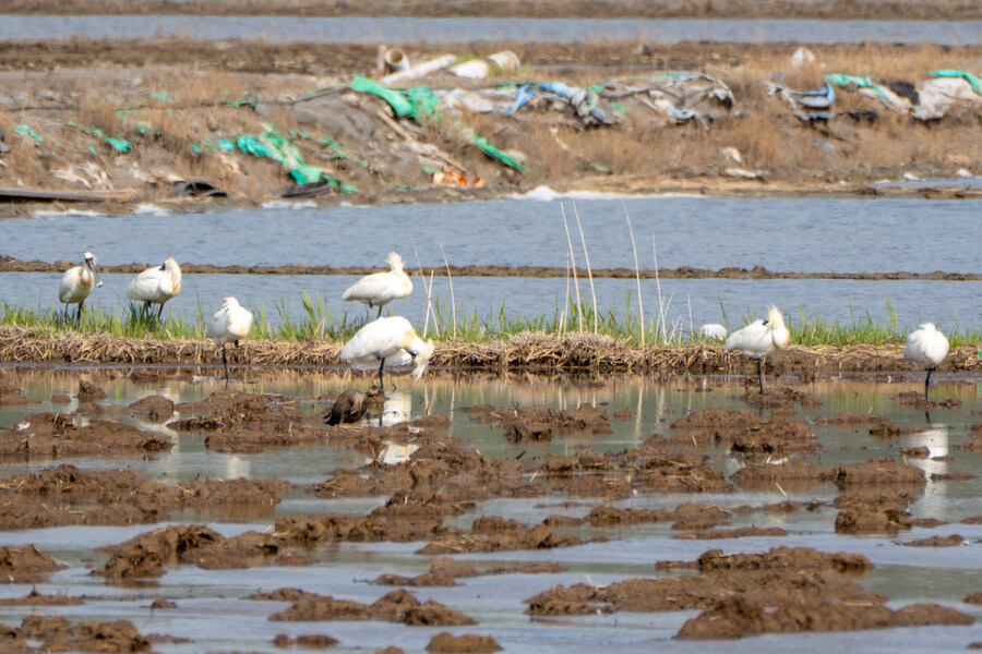 4월, 신도 및 시도 탐조_83.jpg
