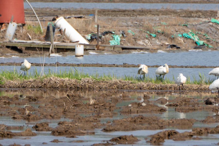 4월, 신도 및 시도 탐조_84.jpg