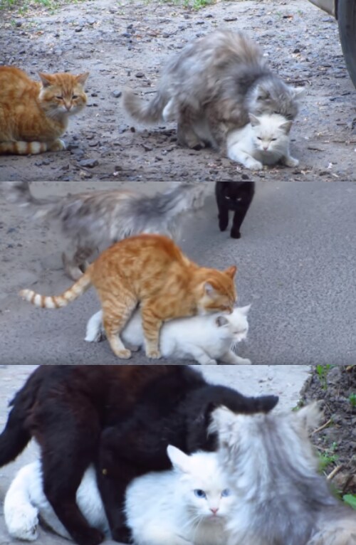 '어쩔 수 없어... 남편을 지키려면 내 몸을 바치는 수밖에...'_1.png