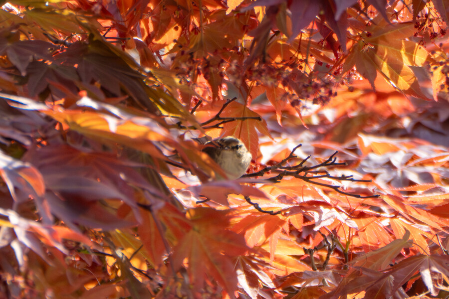 4월, 신도 및 시도 탐조_90.jpg