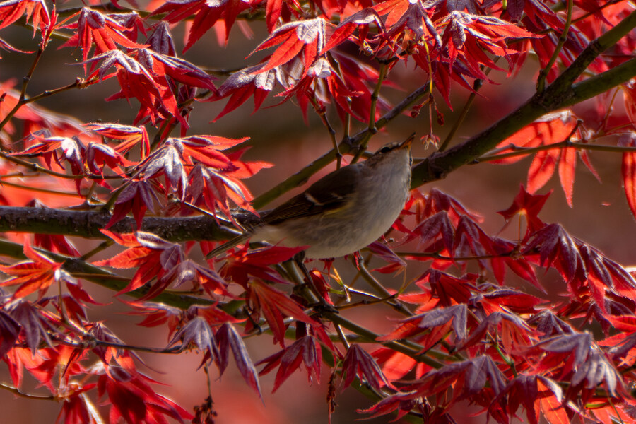 4월, 신도 및 시도 탐조_92.jpg