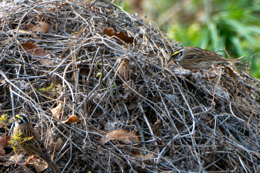 4월, 신도 및 시도 탐조_95.jpg