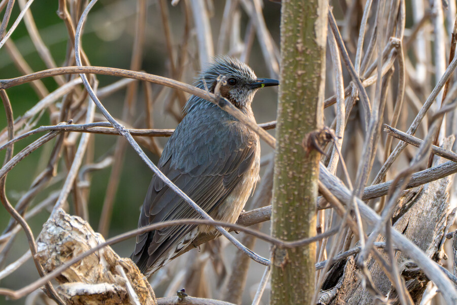 4월, 신도 및 시도 탐조_100.jpg