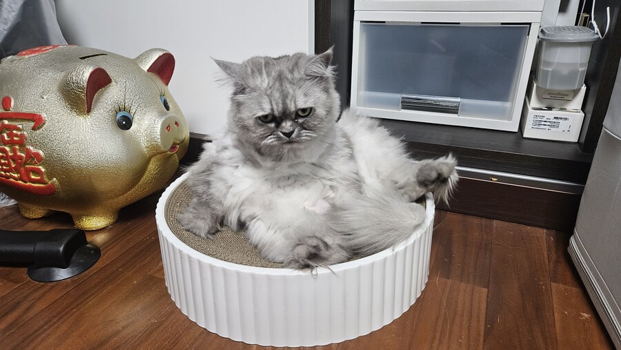 편안한 고양이 특_1.jpg