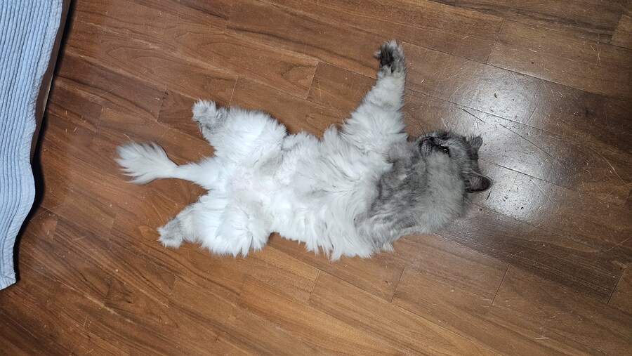 편안한 고양이 특_2.jpg