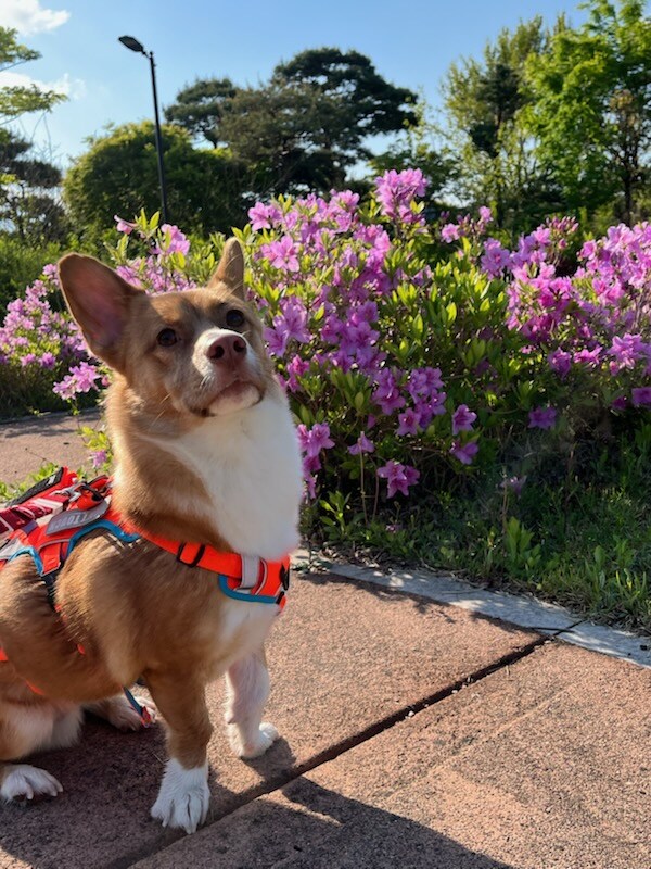 동생이 찍은 우리집 강아지_3.jpg