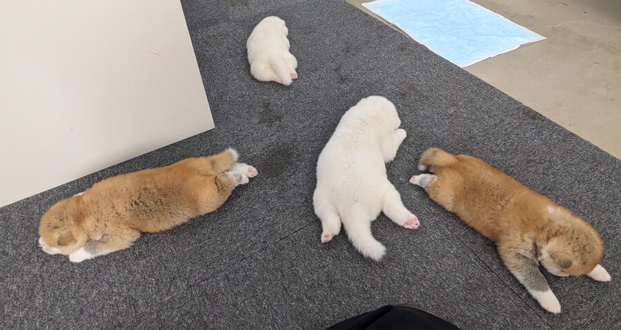 더위에 녹아내린 강아지들.jpg_1.jpg