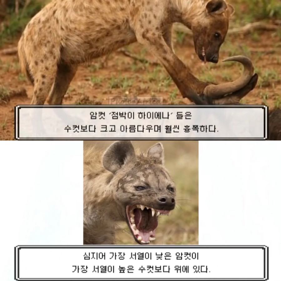 수컷 하이에나의 일상_1.webp