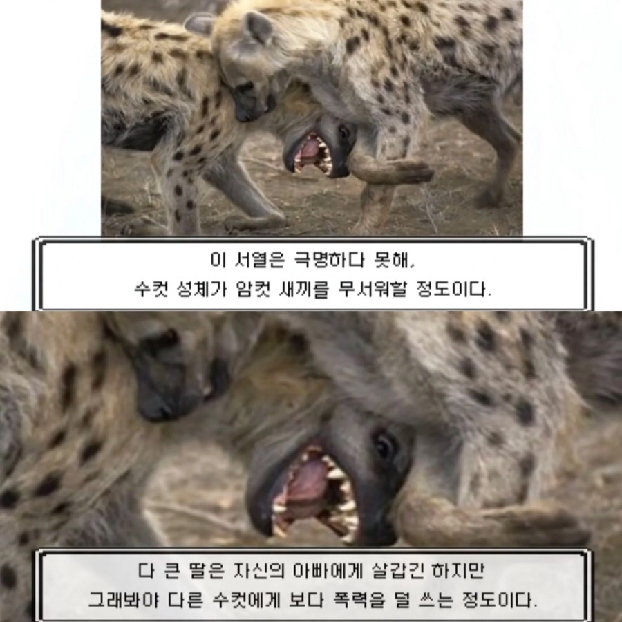 수컷 하이에나의 일상_2.webp