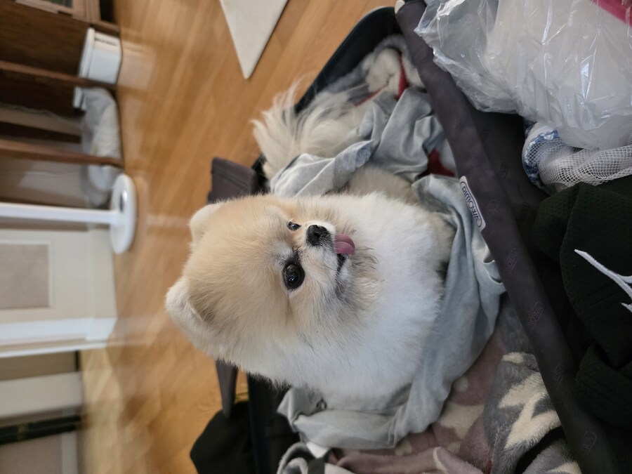 자기전에 우리집 강아지 보고가_3.jpg