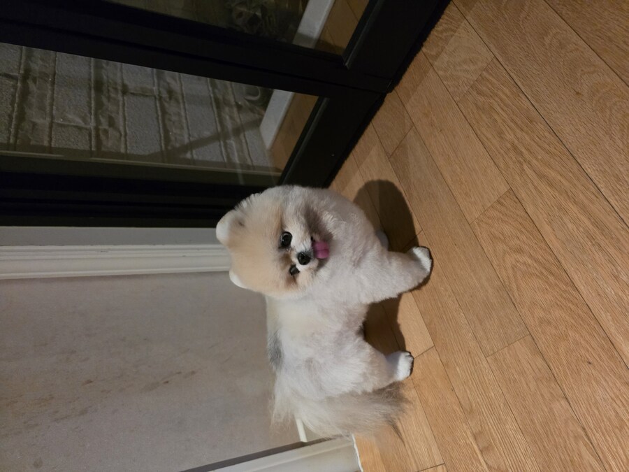 자기전에 우리집 강아지 보고가_9.jpg
