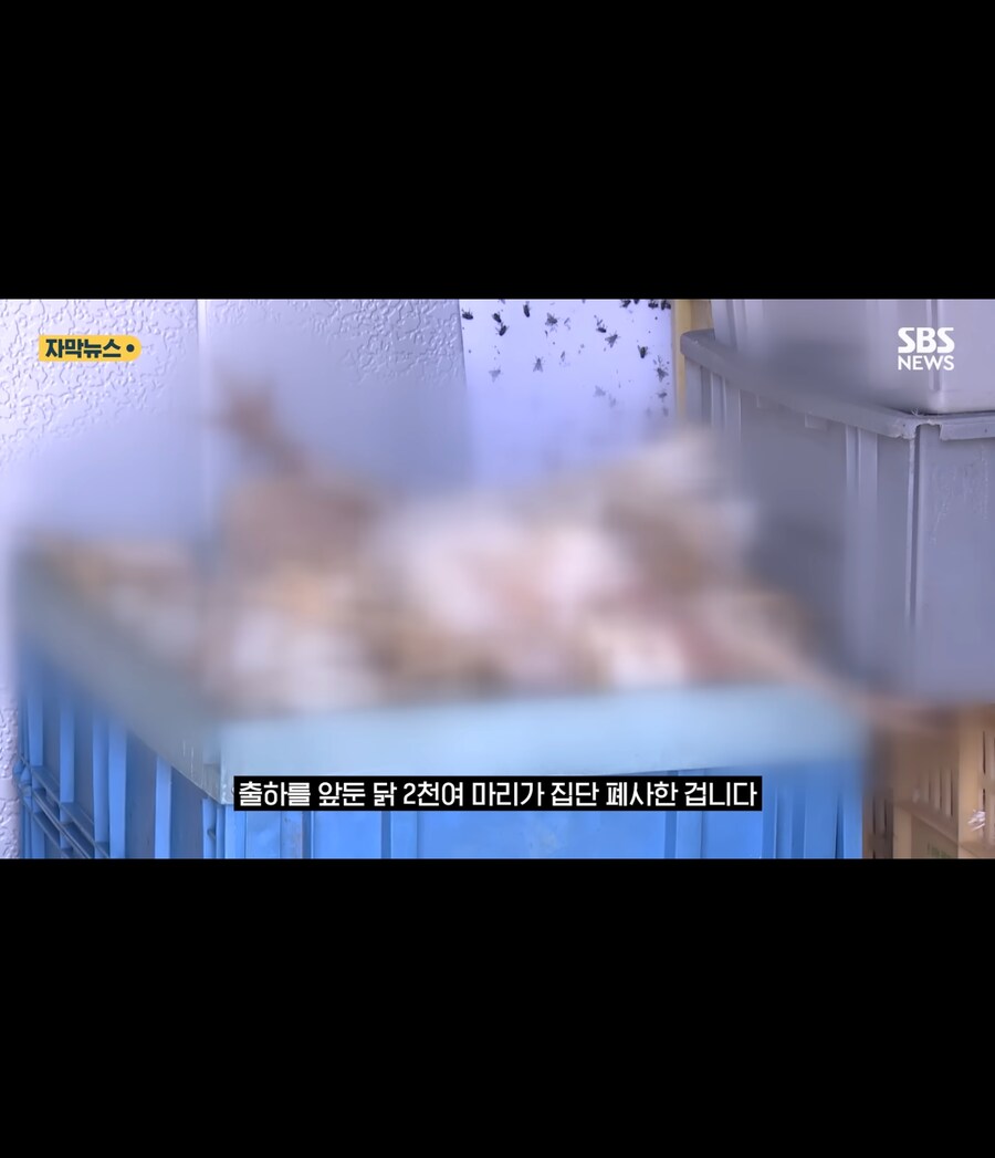 폭염에 가축들 폐사_4.jpg