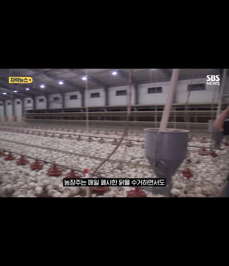 폭염에 가축들 폐사_5.jpg