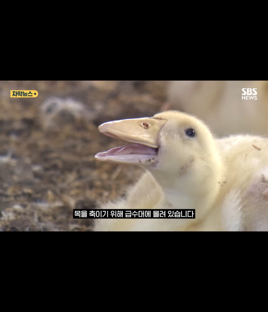 폭염에 가축들 폐사_9.jpg