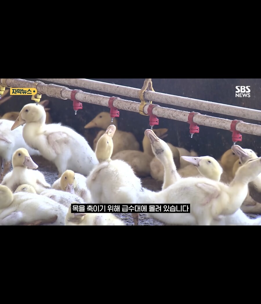 폭염에 가축들 폐사_10.jpg