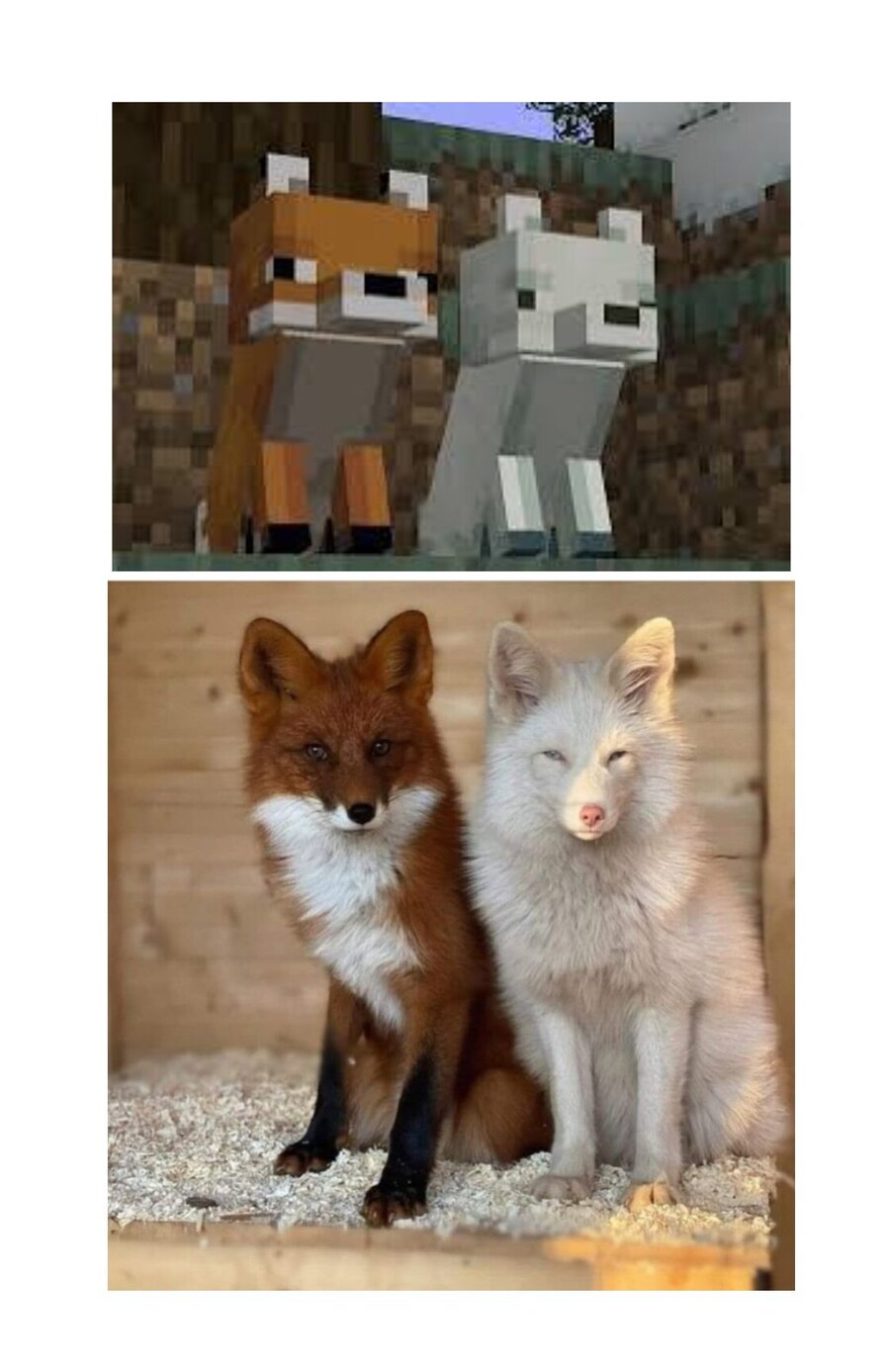 자기전에 올리는 여우짤_8.jpg