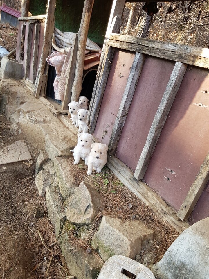요즘 시골 아기 댕댕이들 특징. jpg_1.jpg
