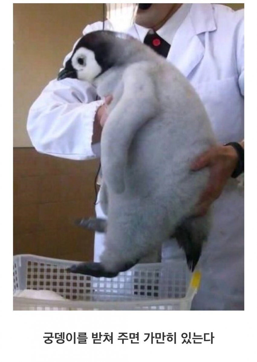 펭귄을 이동시키는 방법.jpg_3.jpg