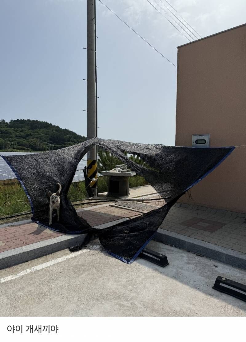 옆집 개들이 불쌍해서 햇빛가림막 설치해줌.jpg_2.jpg
