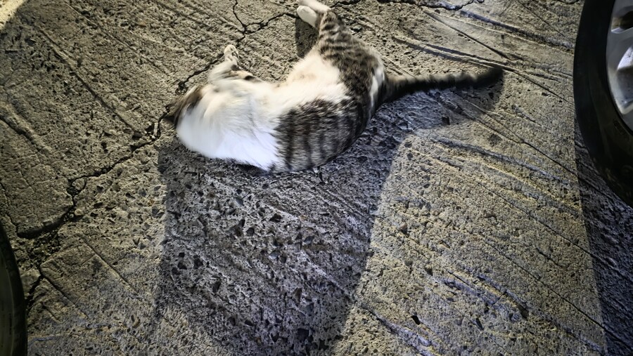 길고양이 이놈 뭐냐 ㅋㅋㅋㅋㅋ 왜 안움직임 ㅋㅋㅋㅋㅋ_6.jpg