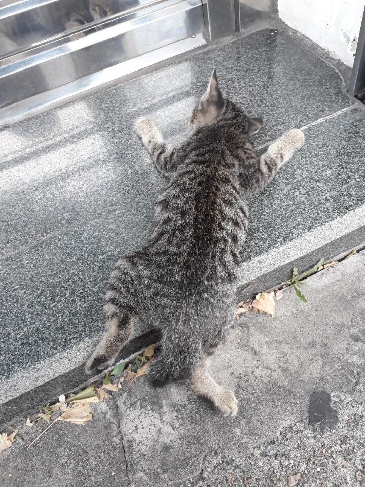 더운날 고양이들_1.jpg
