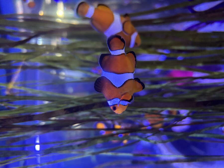 스압) 나이아가라 폭포, 토론토 여행_62.jpg