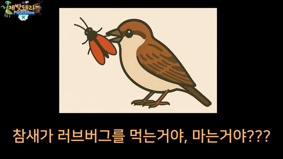 참새가 러브버그 먹는지 직접 확인해본 유튜버_3.jpg