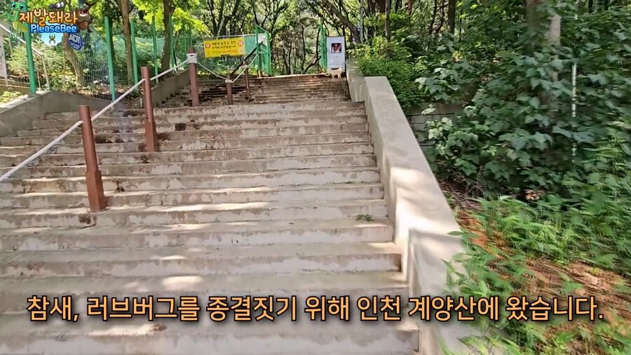 참새가 러브버그 먹는지 직접 확인해본 유튜버_4.jpg