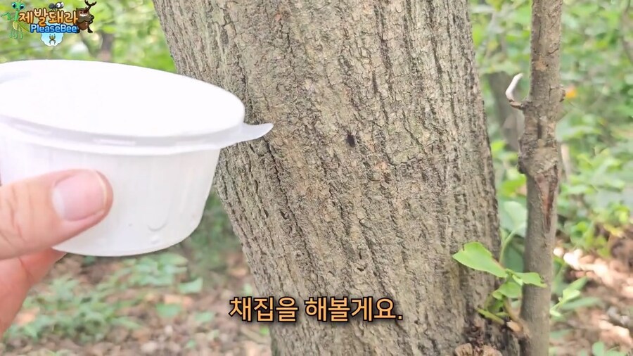 참새가 러브버그 먹는지 직접 확인해본 유튜버_10.jpg