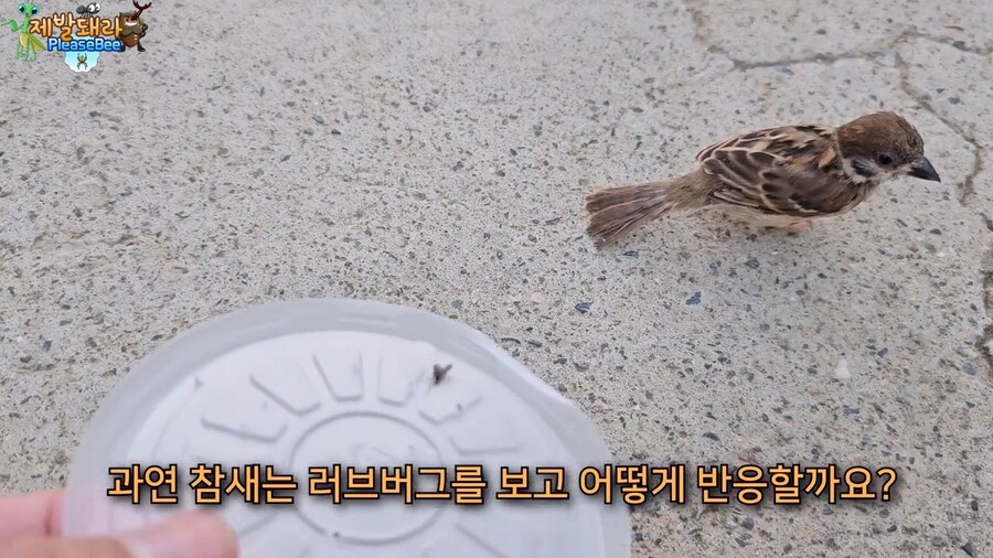 참새가 러브버그 먹는지 직접 확인해본 유튜버_13.jpg