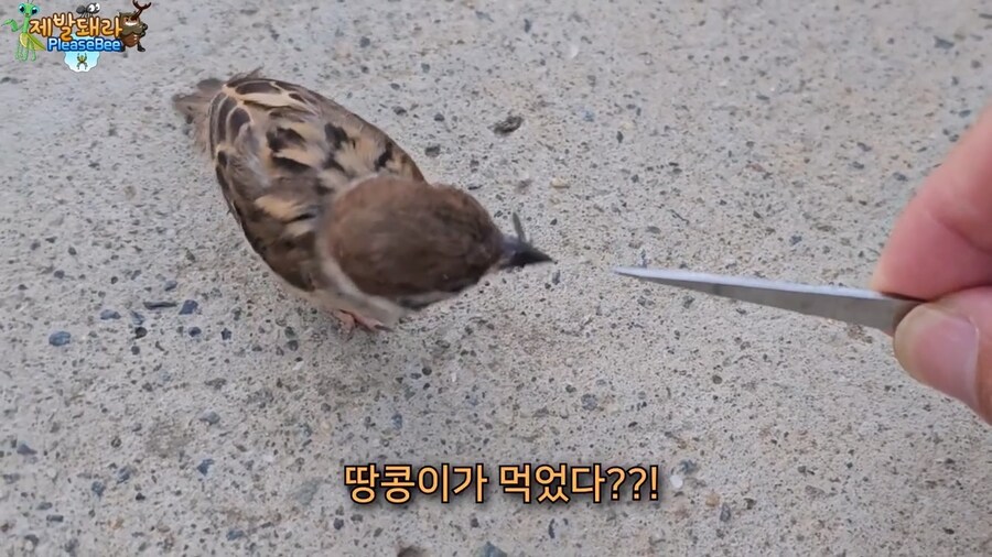 참새가 러브버그 먹는지 직접 확인해본 유튜버_16.jpg