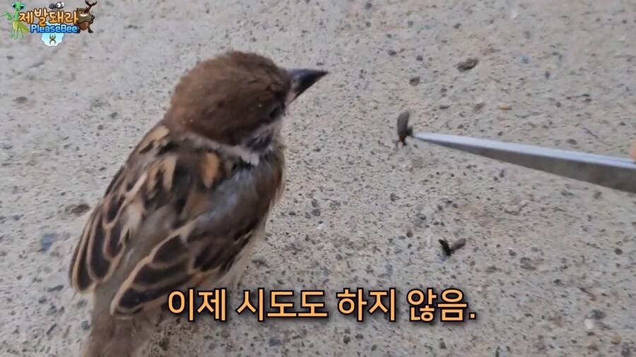 참새가 러브버그 먹는지 직접 확인해본 유튜버_24.jpg